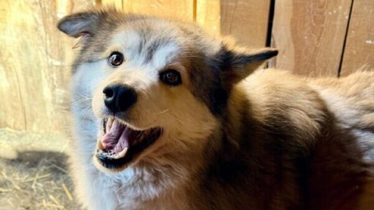 Ajută adăpostul „Ananda” (strângem fonduri pentru mâncare pentru cozile noastre)