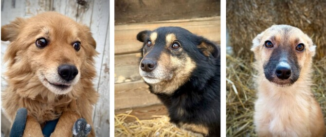 Pauza muzicala de la adapostul "Ananda"