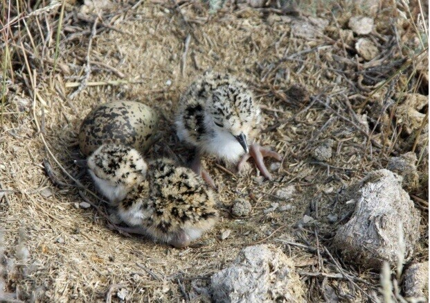 Știi ce înseamnă Pigalitsa?