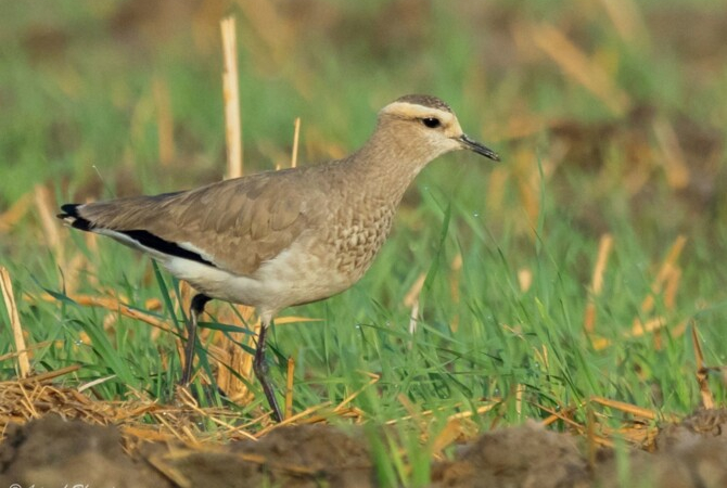 Steppa Pigalitsa - ne vedem la primăvară!