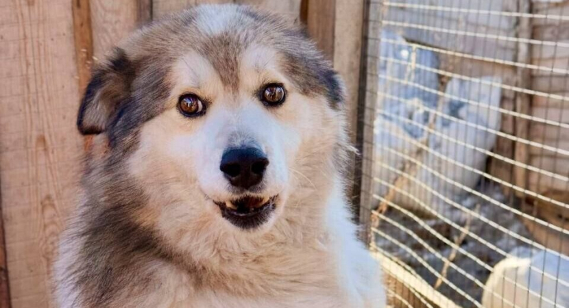 Благодарим Вас от наших хвостиков!