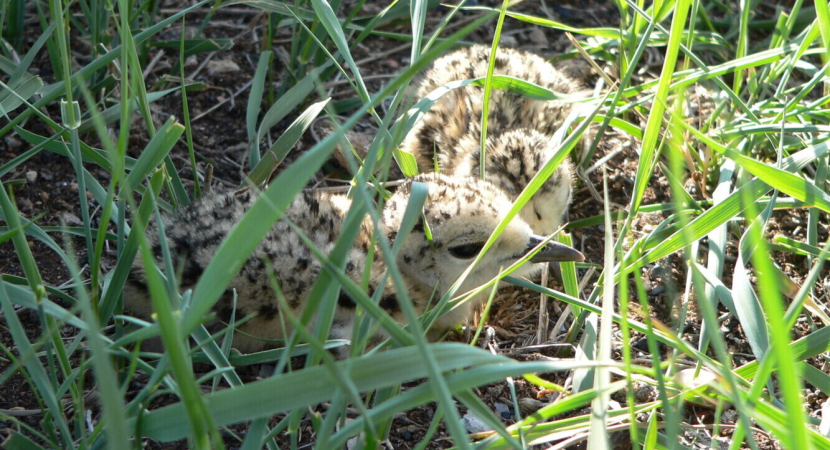Фотография в рамке "Птенец кречётки" от члена команды Максима Королькова