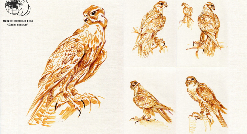 Набор из 5 открыток "Сокол" от художника-анималиста Татьяны Петровой- со скидкой!