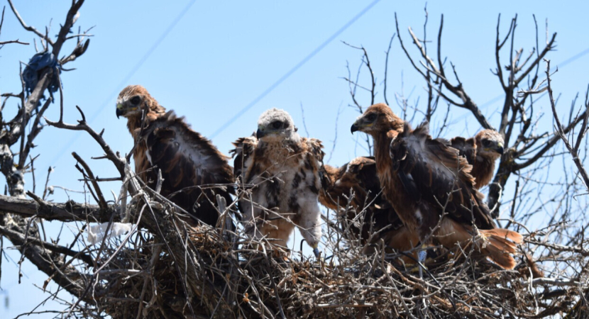 Коллекция перьев хищников и жертв - партнерский лот от заповедника "Чёрные земли" в Калмыкии!