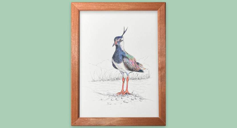 Картина интерьерная "Кулик чибис"