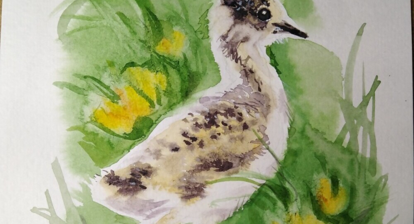 Картина интерьерная "Птенец кречётки" 2024 г - со скидкой!