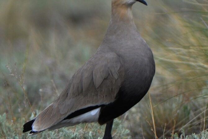 Набор из пяти открыток "Природа Угловского района" из мест обитания кречётки