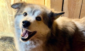 Ajută adăpostul „Ananda” (strângem fonduri pentru mâncare pentru cozile noastre)