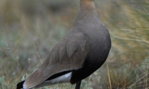Steppa Pigalitsa – ultima șansă!